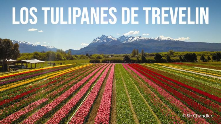 Descubre cuándo florecen los tulipanes en Trevelin y déjate maravillar por su esplendor